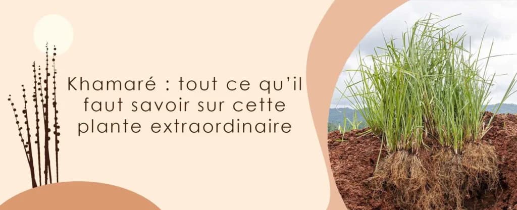 Khamaré : tout ce qu’il faut savoir sur cette plante extraordinaire