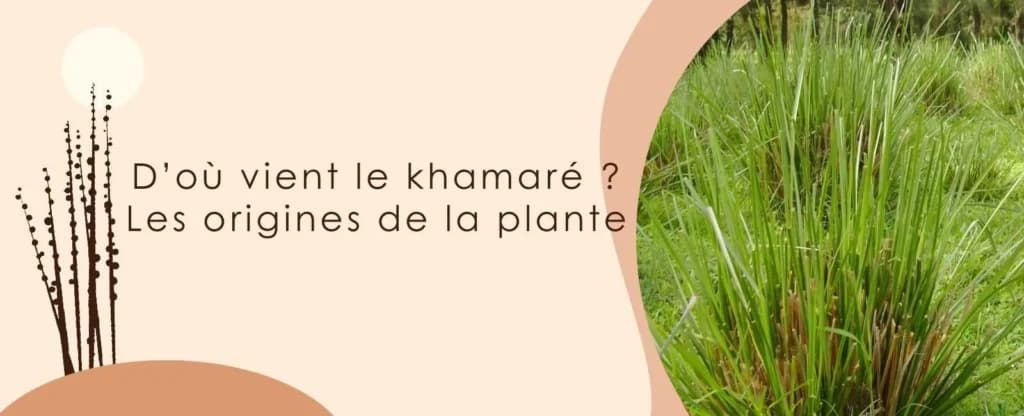 D’où vient le khamaré ? Les origines de la plante