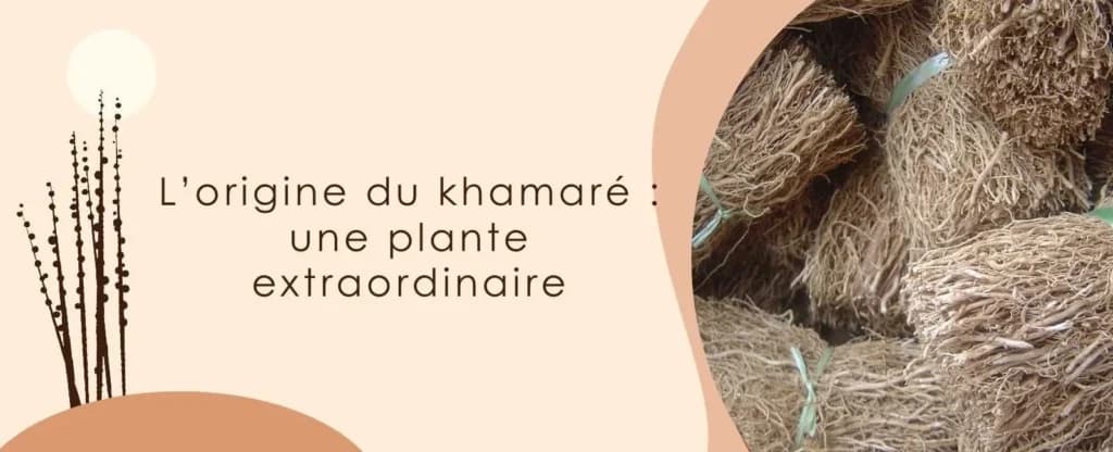 L’origine du khamaré : une plante extraordinaire 