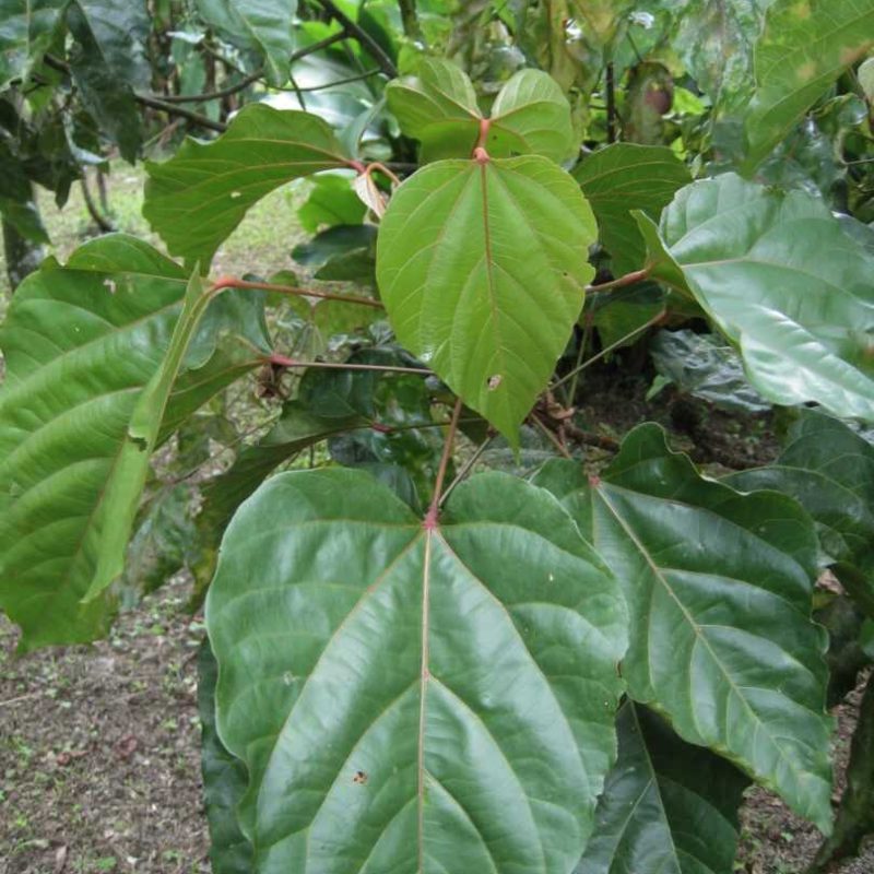 achote-leaf